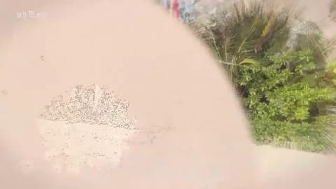 taanni_bc from Chaturbate - Jan 16, 2026 10:19 - 76 min